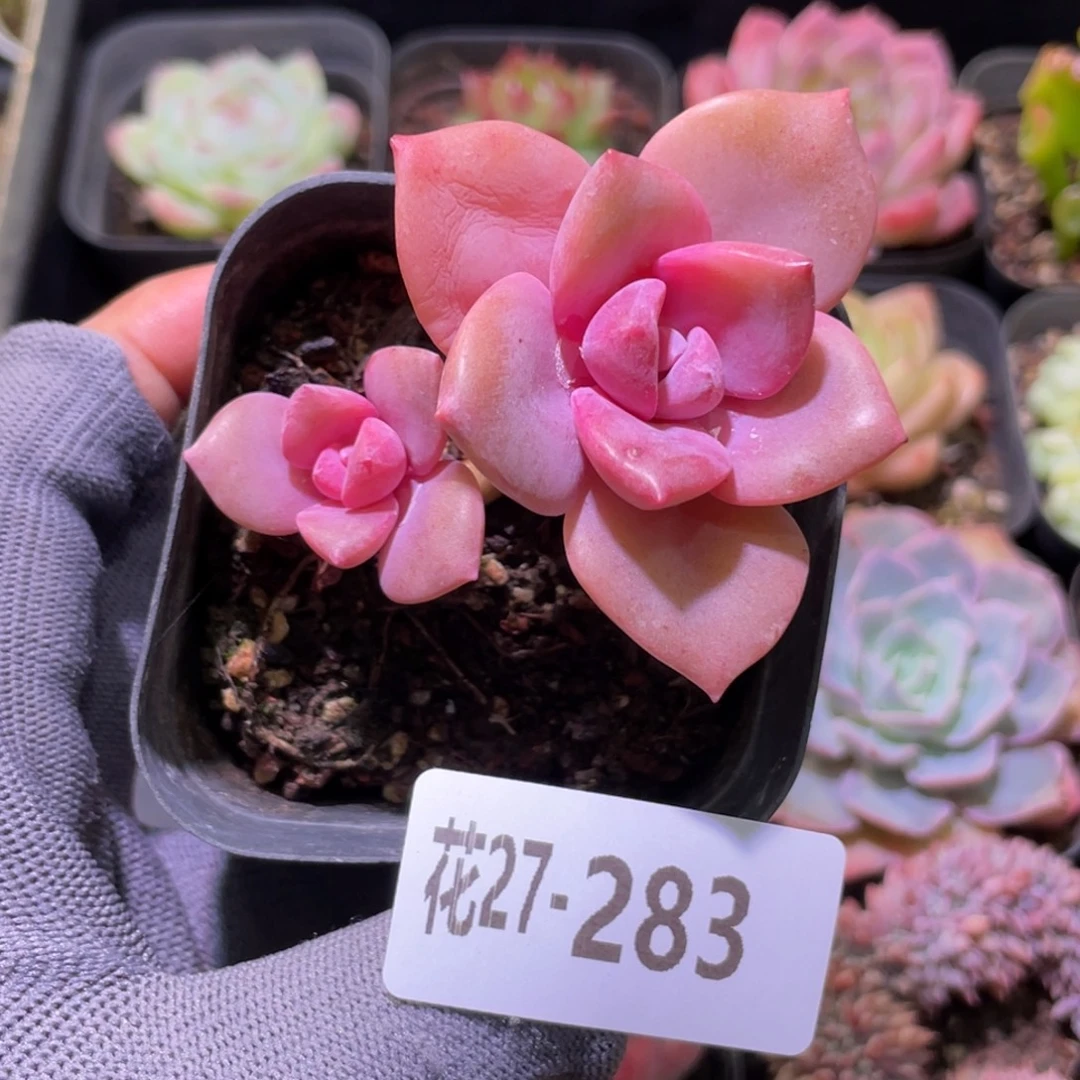 花利美27-283彩虹糖