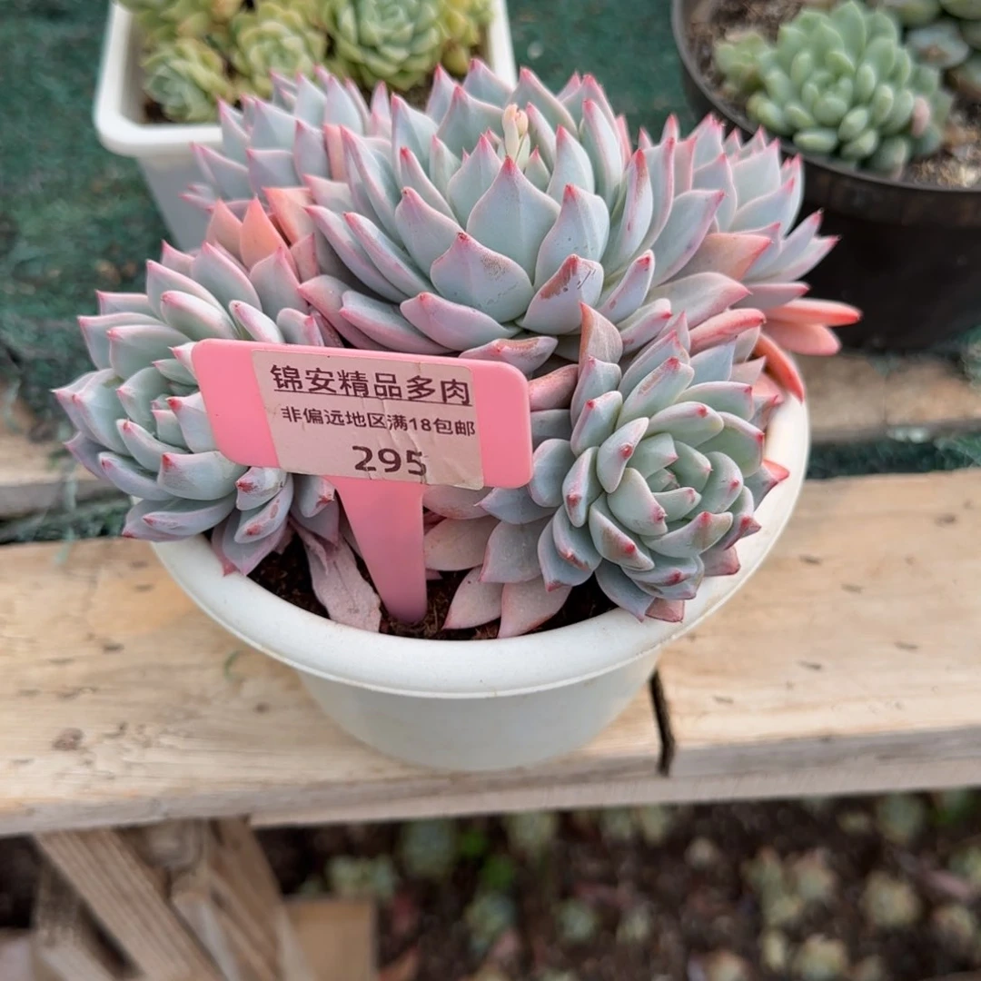 蘑***花锦安精品多肉植物295