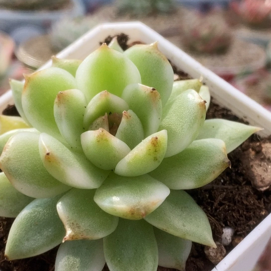 褐水晶锦锦锦锦锦锦锦
