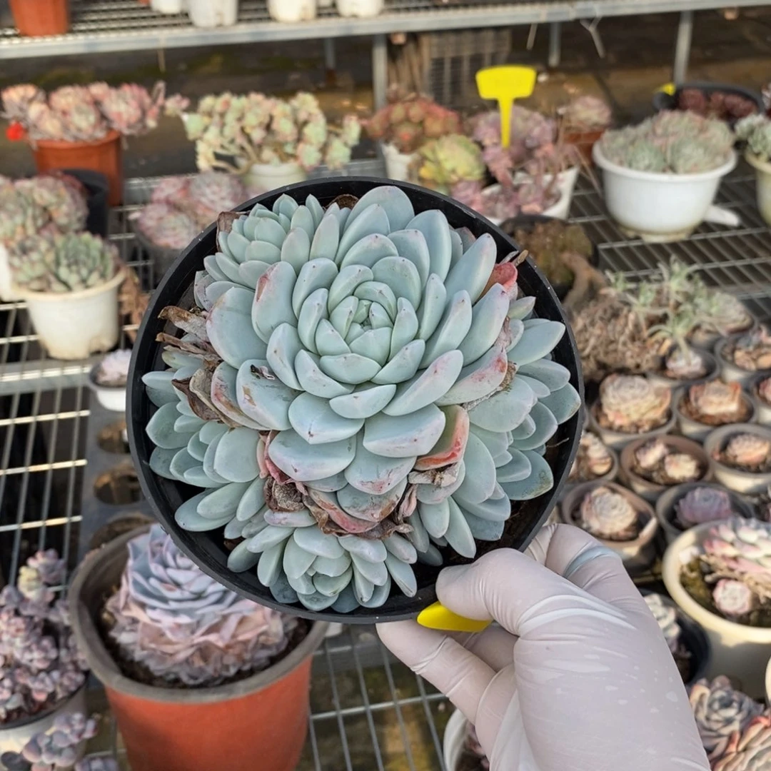 511冰玉多头一物一拍