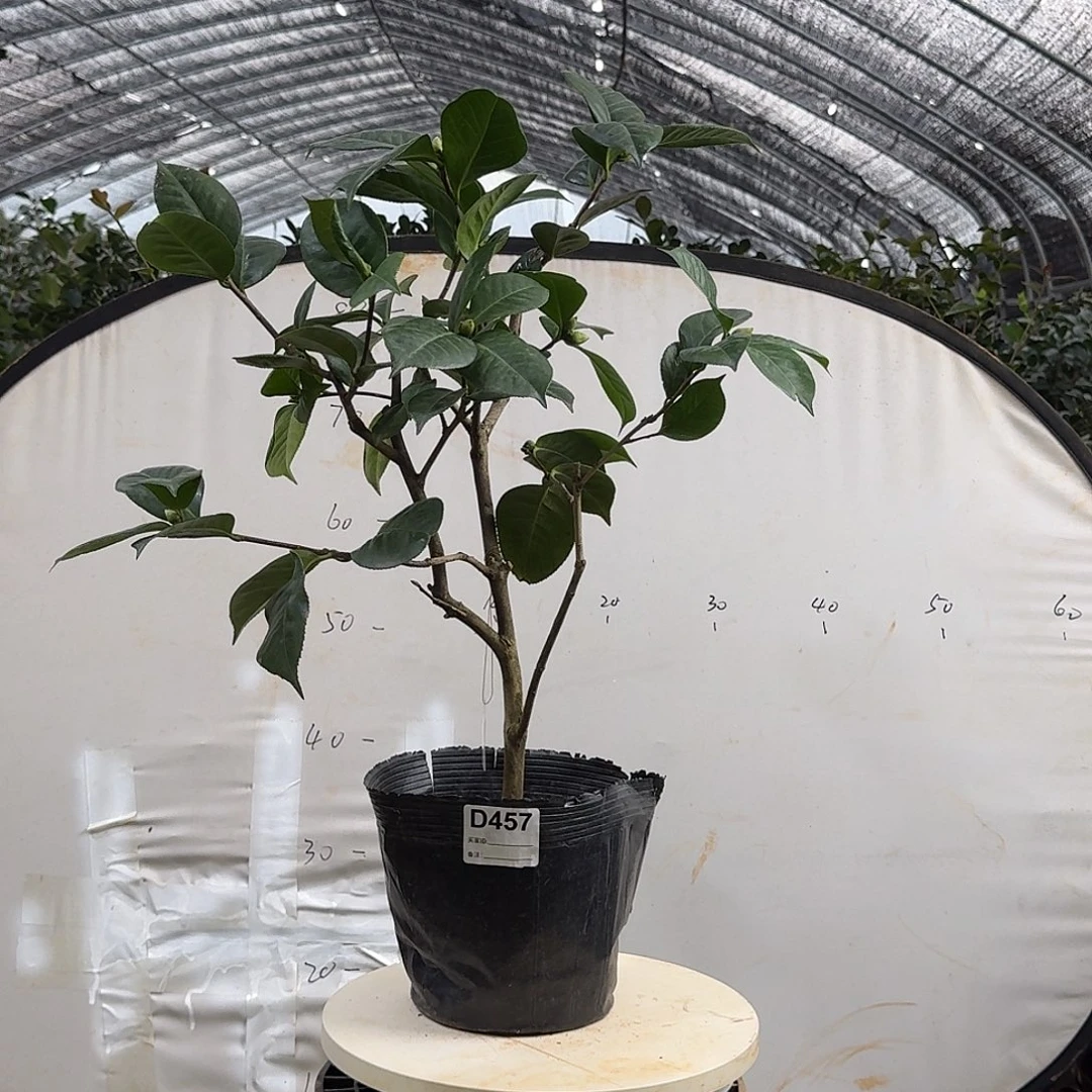 无花朵457情人节68.8