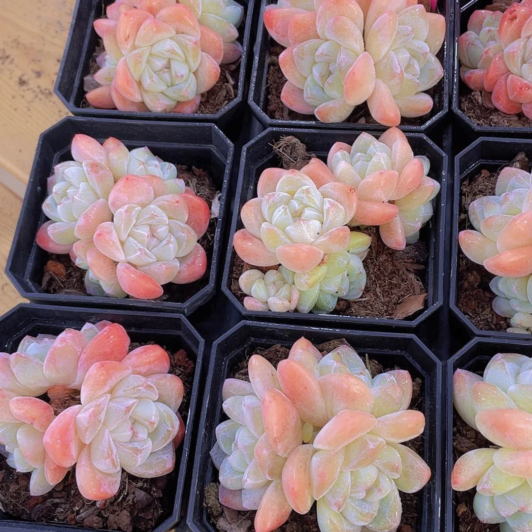 1246号 开播福利果冻冰玉多头群一颗