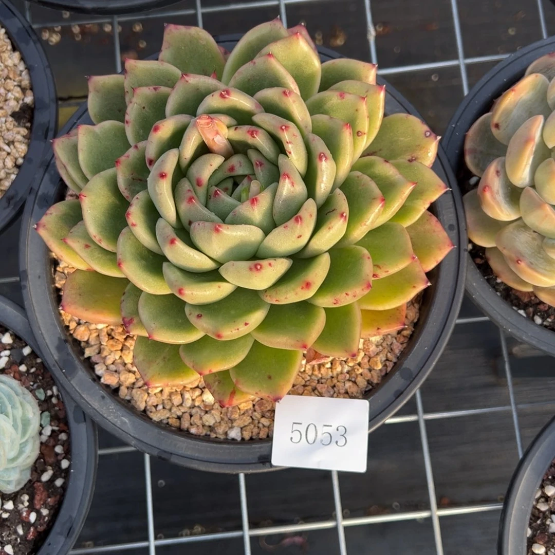 丫****诵5053肉肉肉肉肉肉肉肉肉