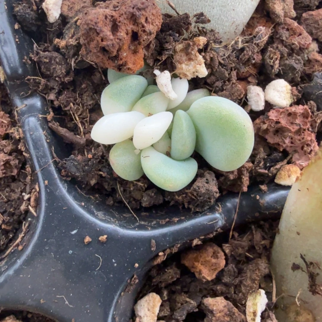 无名盲盒多肉锦植物