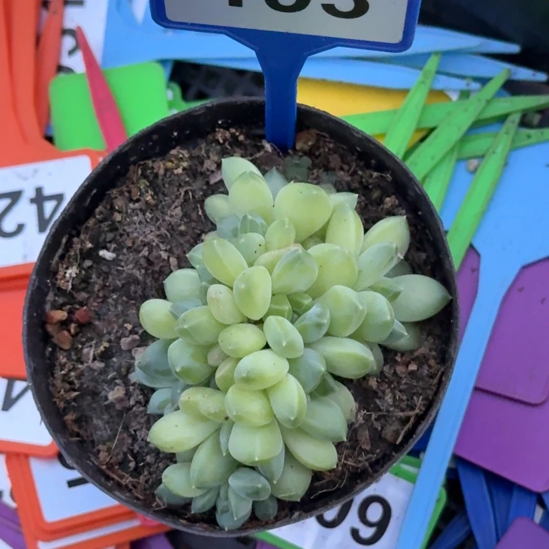 多肉植物雨花石193