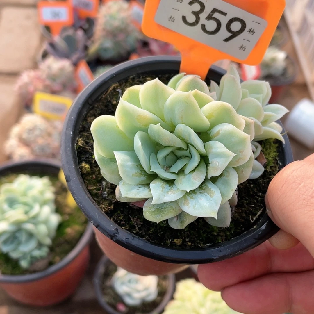 【闪购商品】一359号