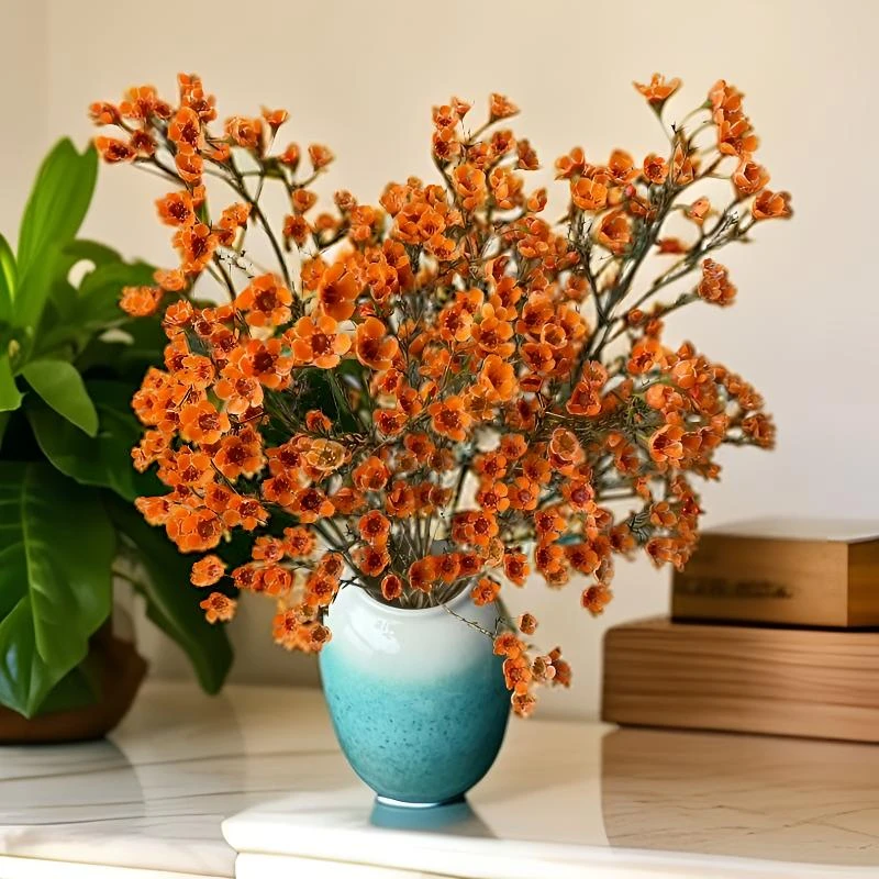 【橙色-腊梅】澳洲腊梅年宵花冬季耐寒好养 云南基地直发