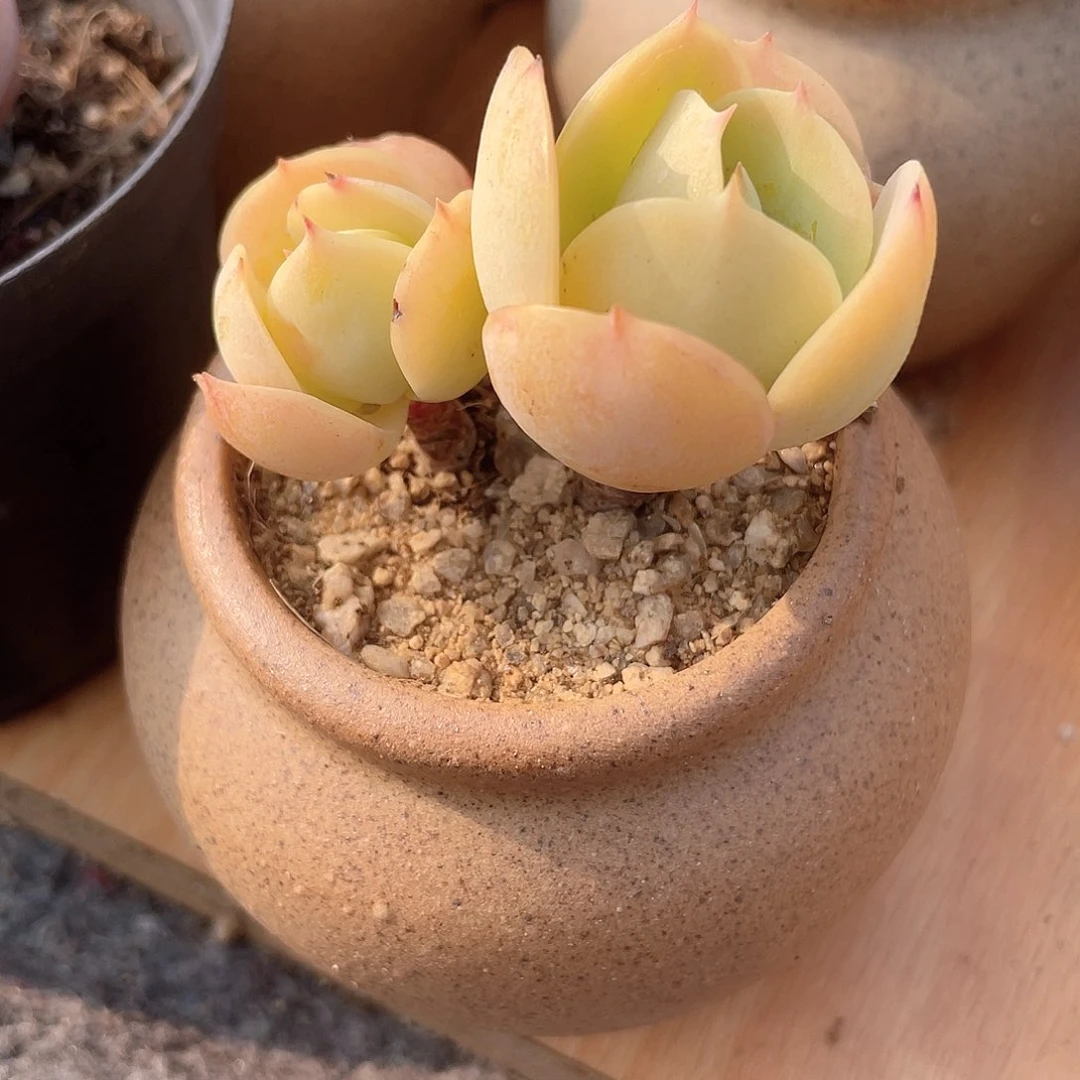 用****72907  鸡蛋碧桃  六月六