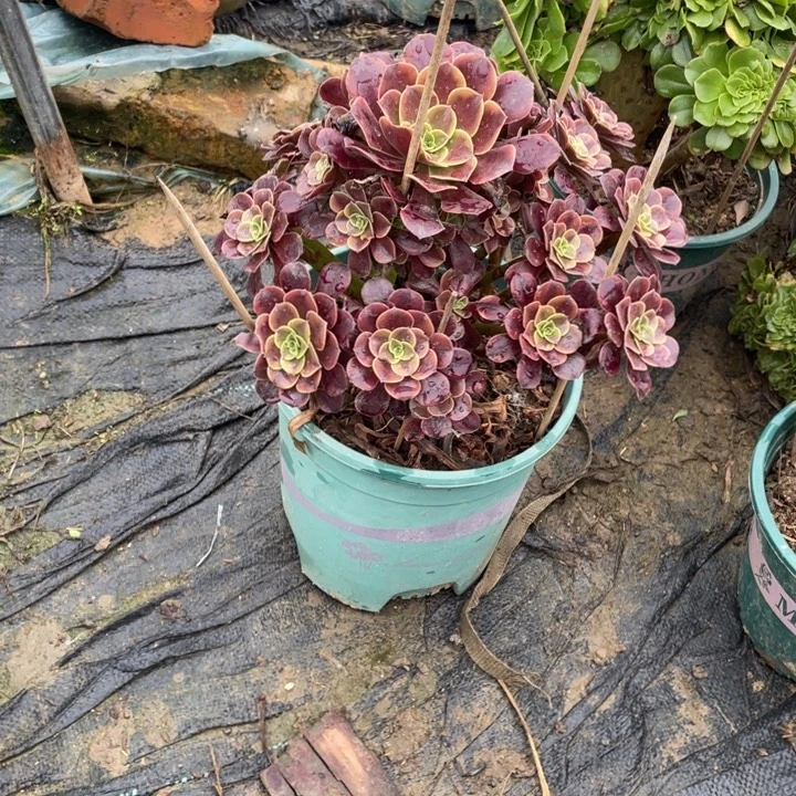 10欧多肉植物多肉植物