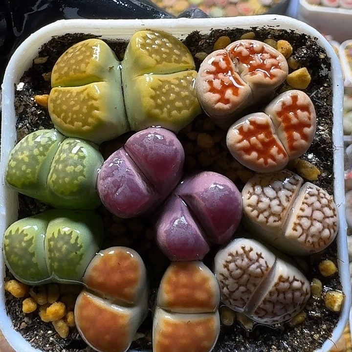 111122生石花。   123