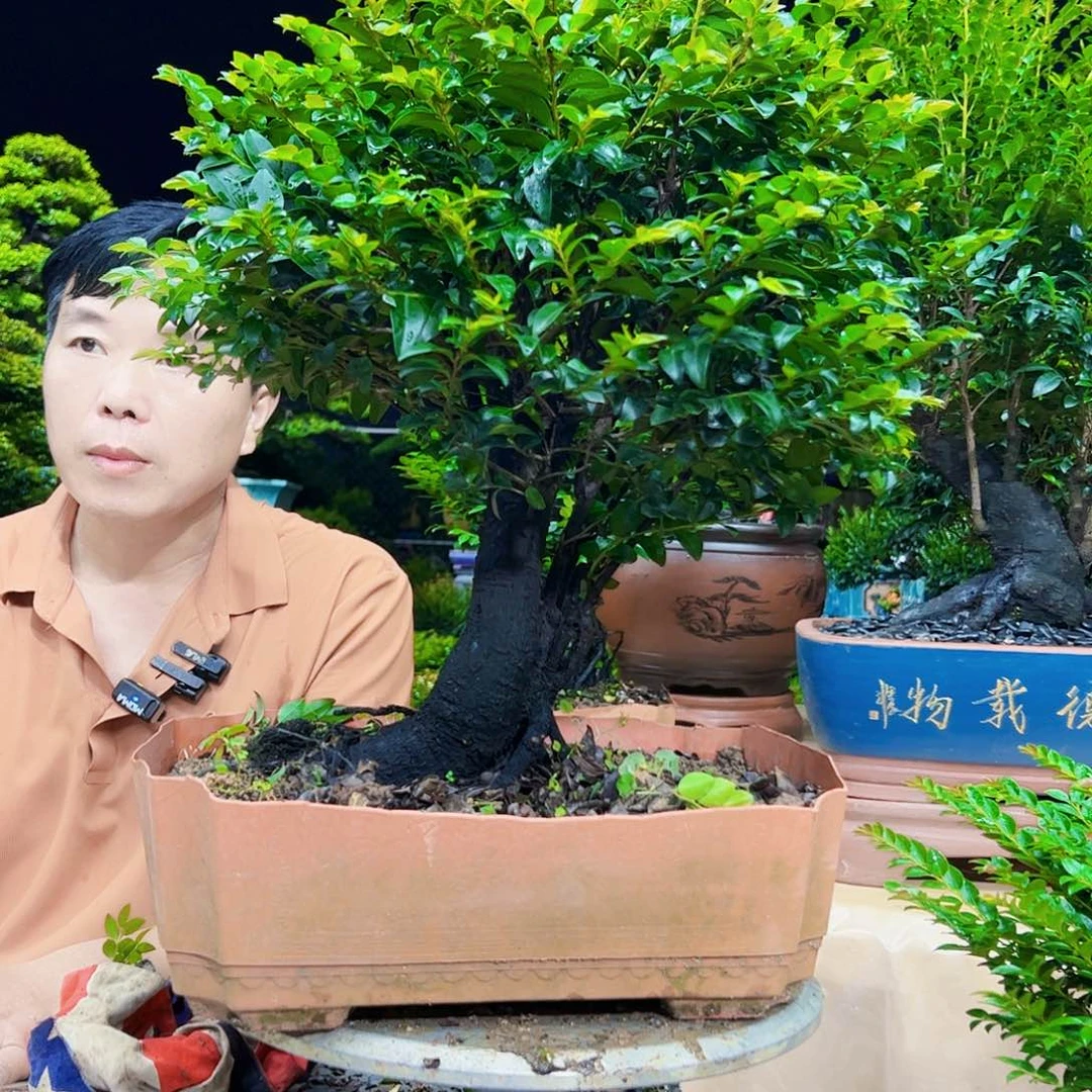 当前无花朵，栽培后可花朵未**你秀明园艺秀明园艺