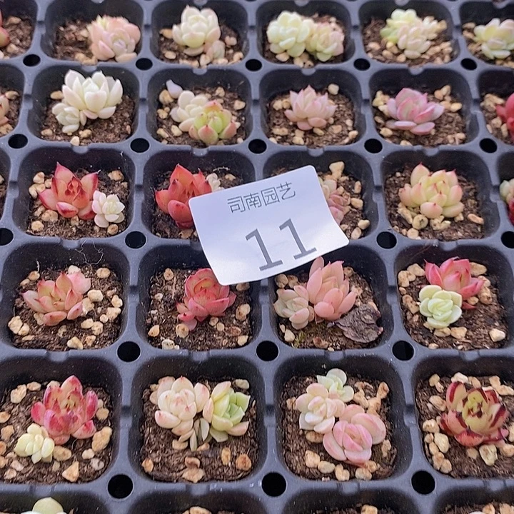 11 多肉植物盆栽花卉