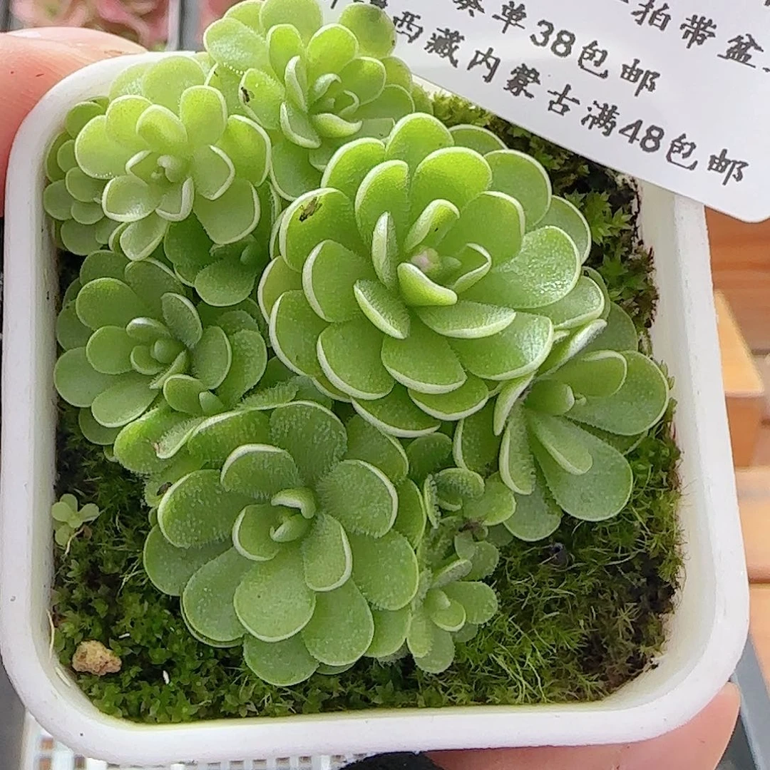 多肉0709-26爱丽丝捕虫堇