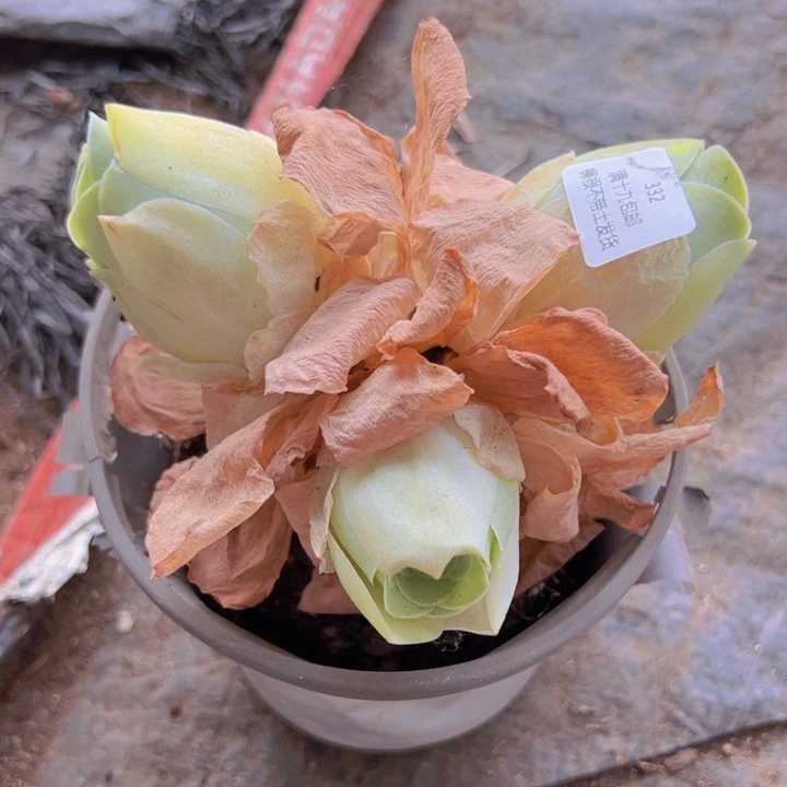 332 裸根不带土发货