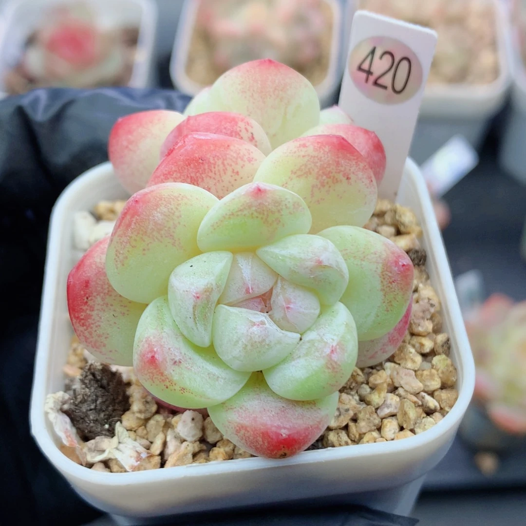 冰玉58包邮  群生不包整420