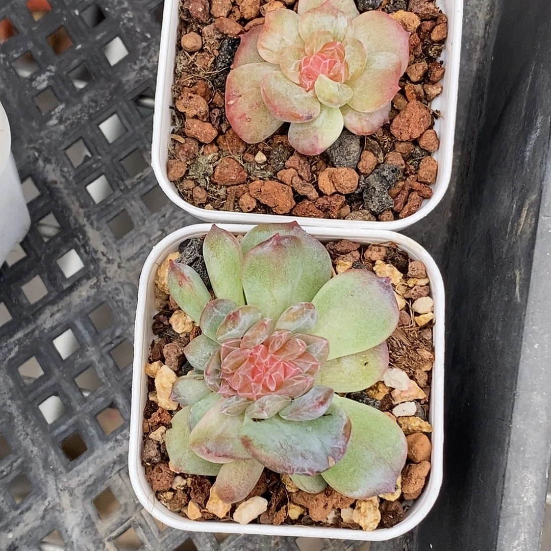 糖心石化30包邮非偏远