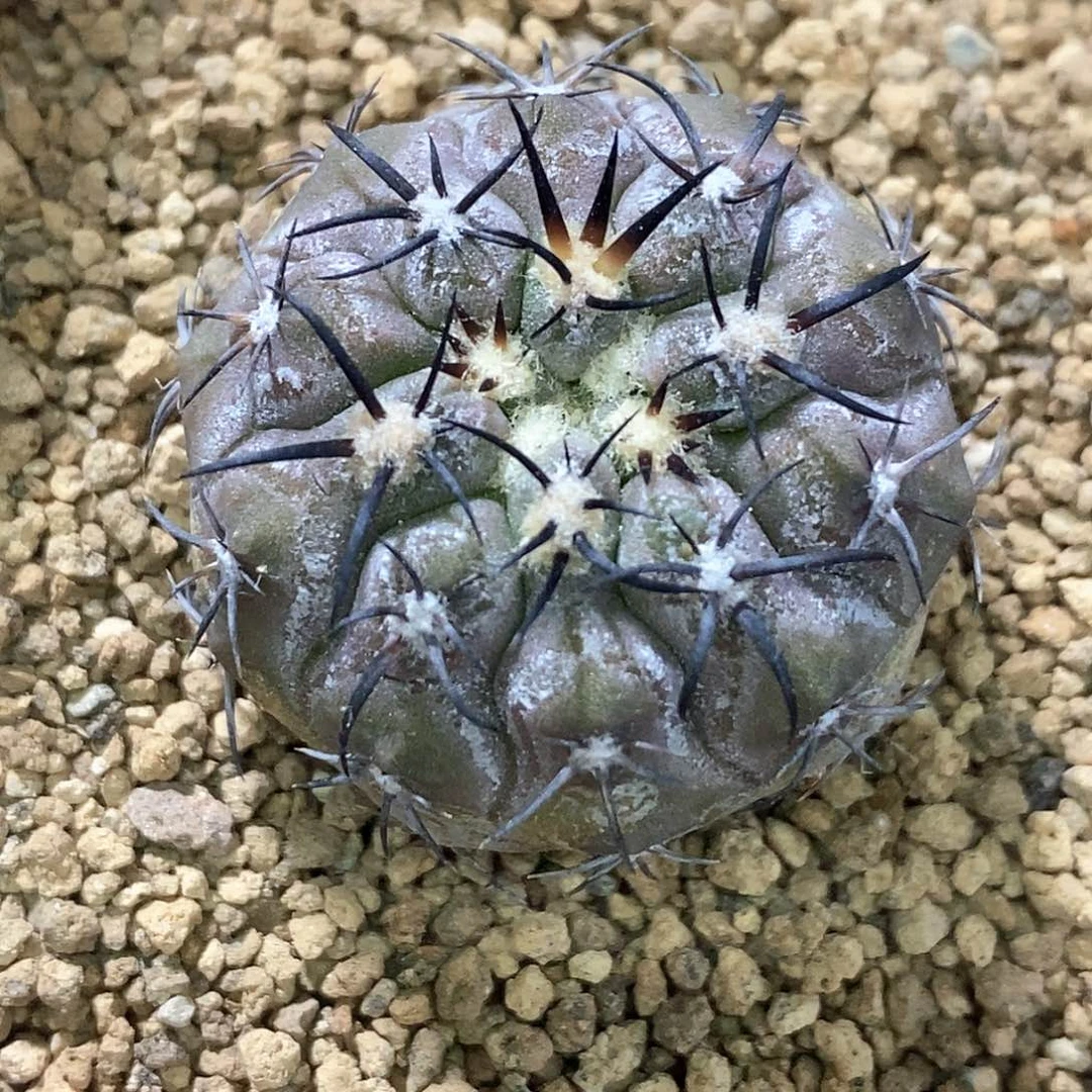 孤品实生特选株带霜曲刺帝冠龙3.2cm