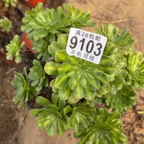 绿知否多肉植物法师9103