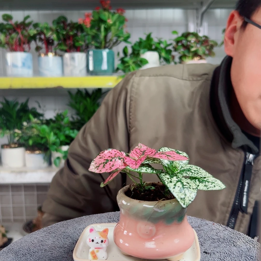 软***～无花朵10