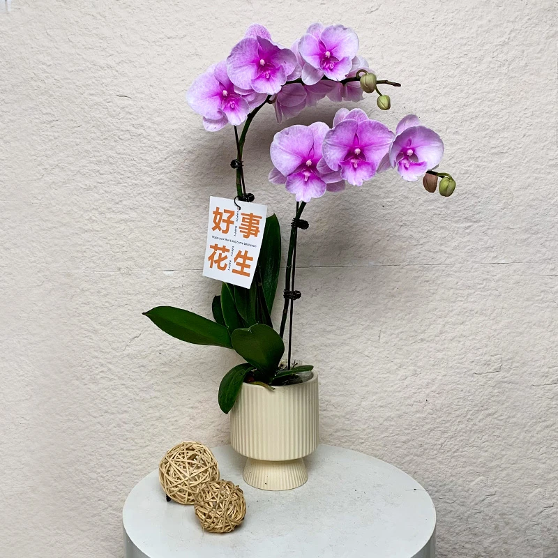 【迷雾】欧洲鲜花蝴蝶兰 大舌头系列 渐变粉色系 轻奢高端室内花