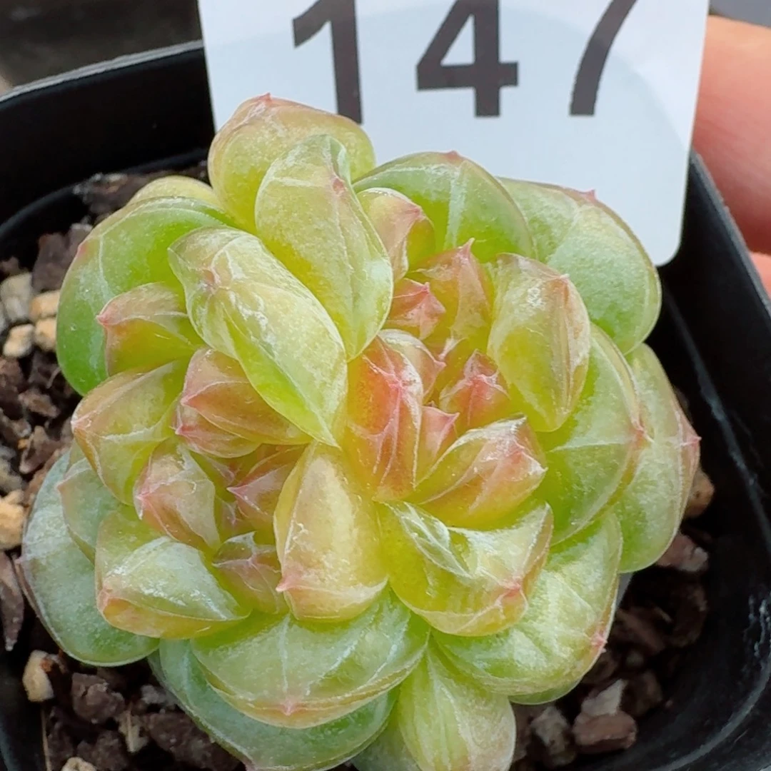 透体珍妮            精美多肉植物