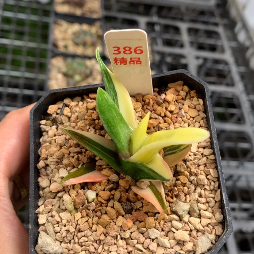 【闪购商品】386白折瑞鹤锦多肉