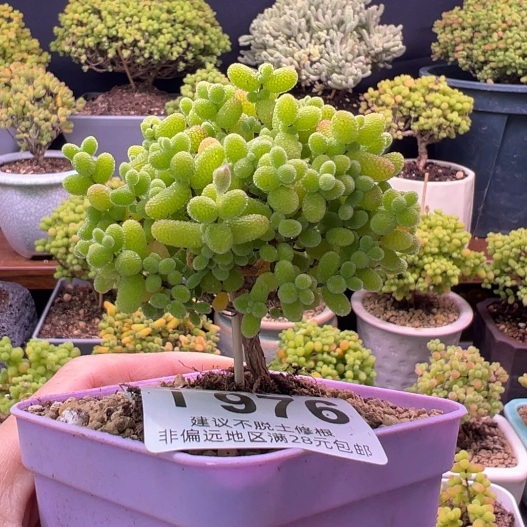 976金桔糖球一物一拍