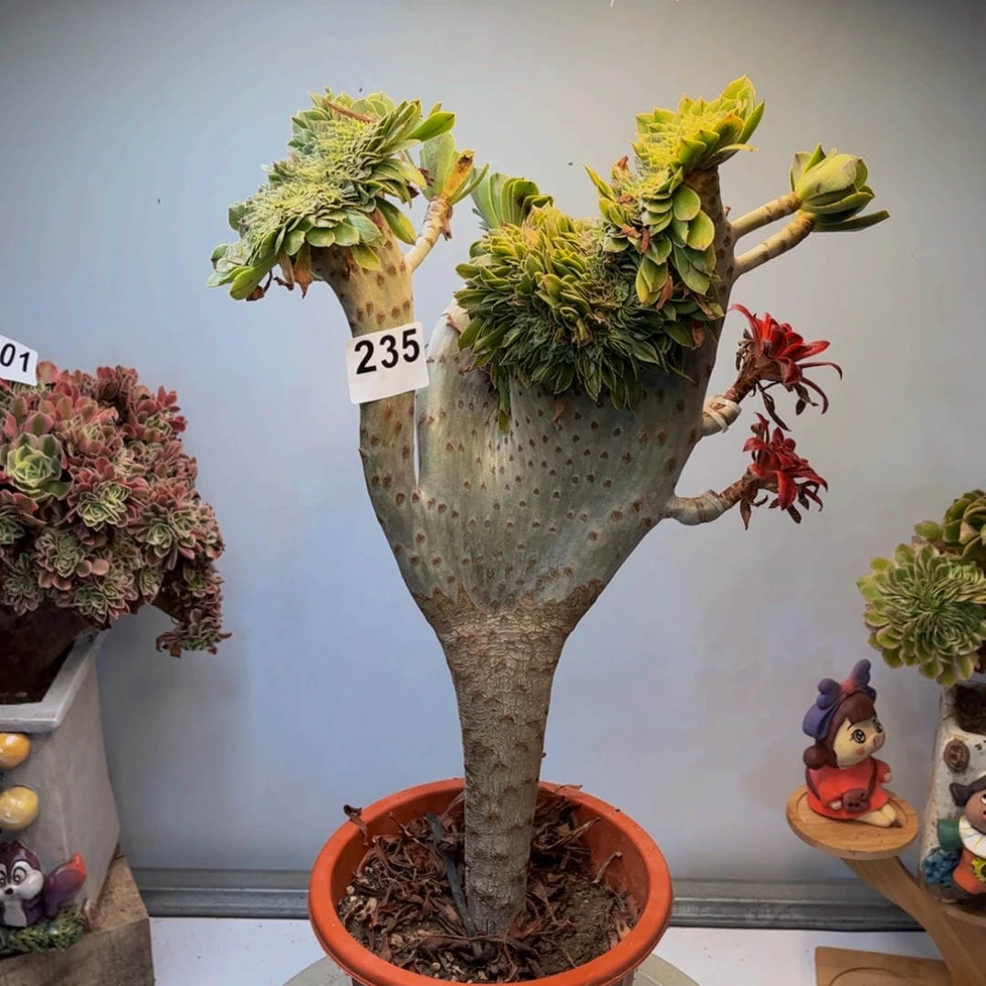多肉植物原始绿缀235