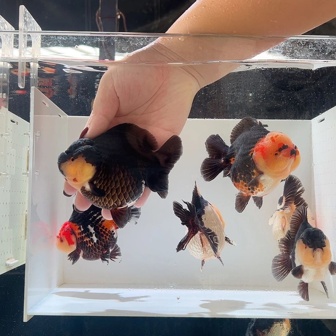 ****节海水鱼端阳节一条锅盖玛丽