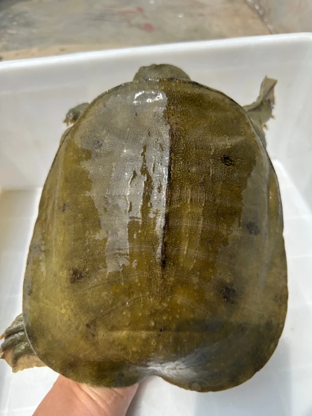 土甲鱼改价链接，（签收当快递员面开箱验货，请拍完整的开箱视频）