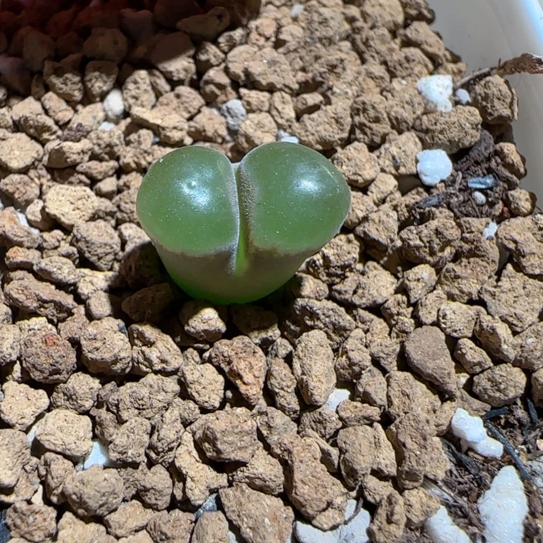 肉锥多肉植物组合-磁铁1121