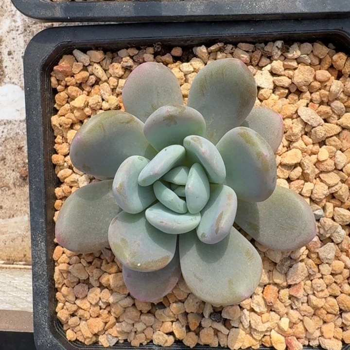 X系列美人新品 一物一拍