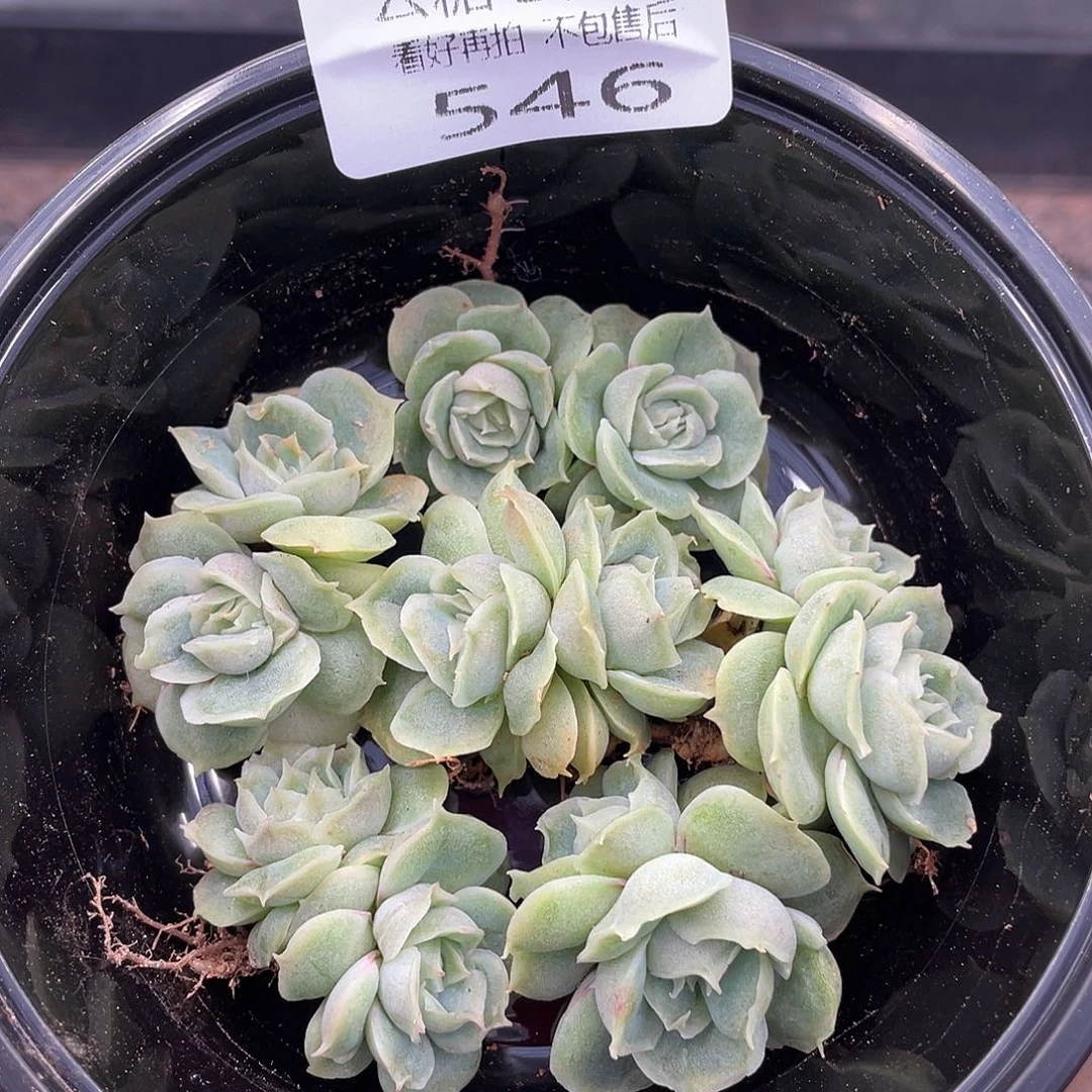 云糖心多肉植物546