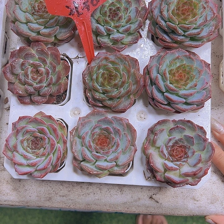 彩虹冰魄19包邮多肉