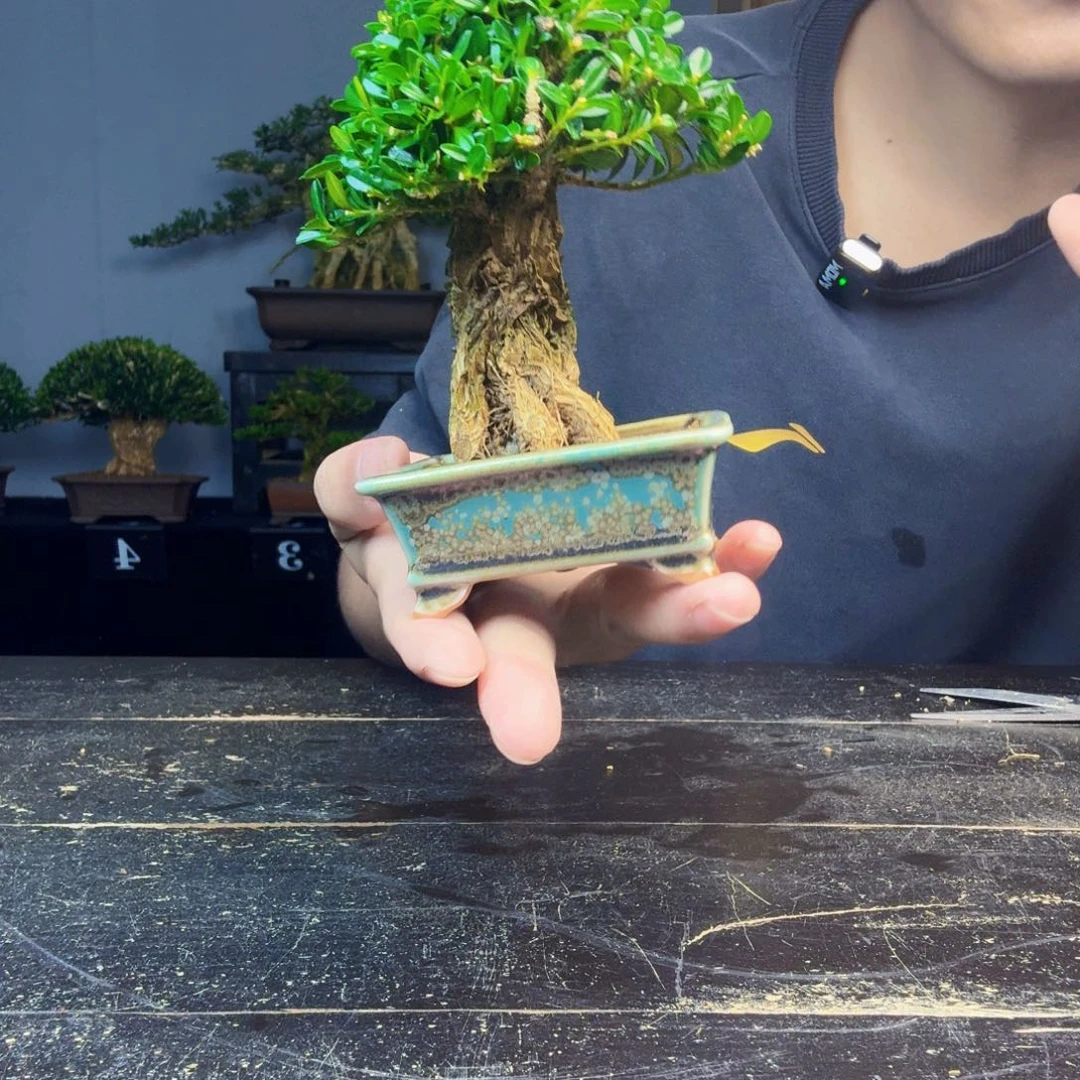 觀***雲无花朵黄杨盆景一物一拍