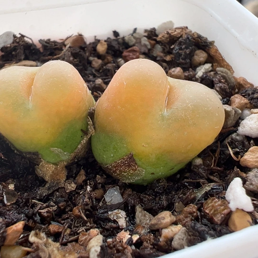 255多肉植物种类多样