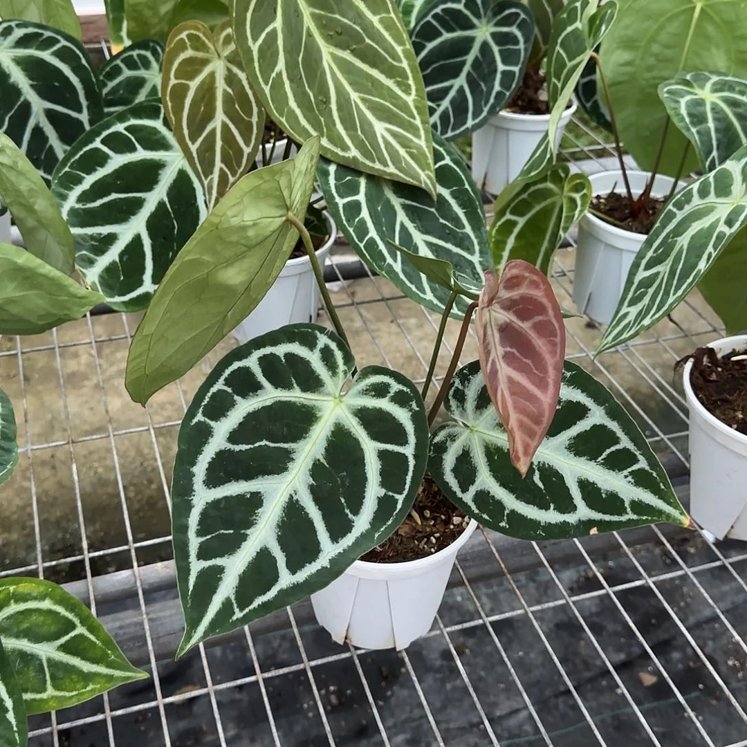 完全开放skgx撕裂纹