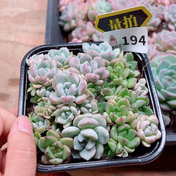 多肉植物多肉植物