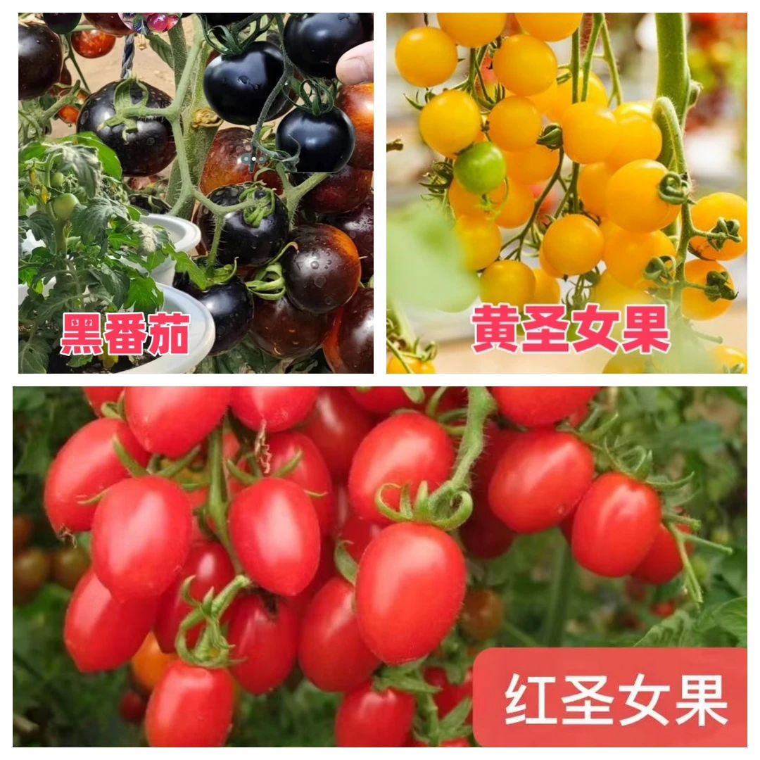 西红柿苗黑珍珠小番茄苗千禧红圣女黄圣女果苗四季阳台可以混搭