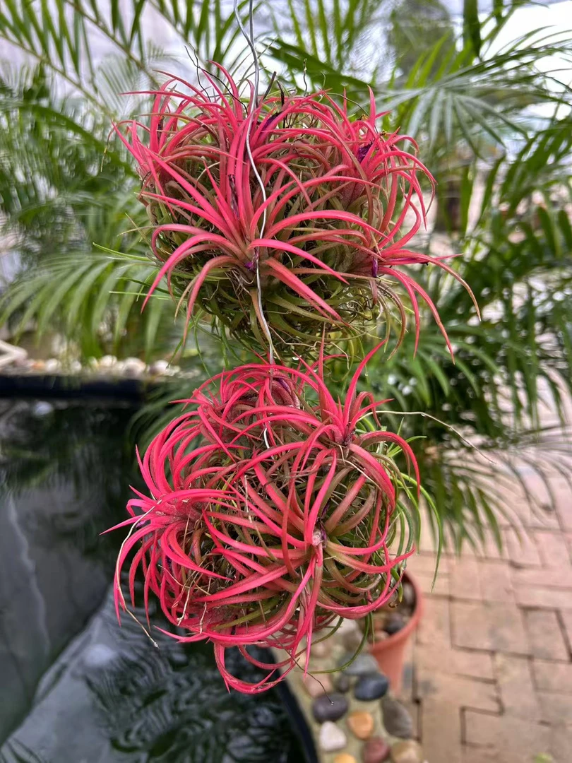 空气凤梨丘比特精灵球多季生长无土植物空气凤梨植物绿植