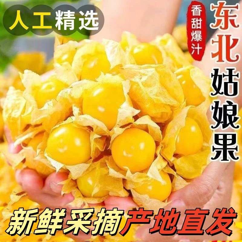 东北新鲜菇娘果香甜多汁当季水果种植产地直发大果灯笼果黄菇娘果