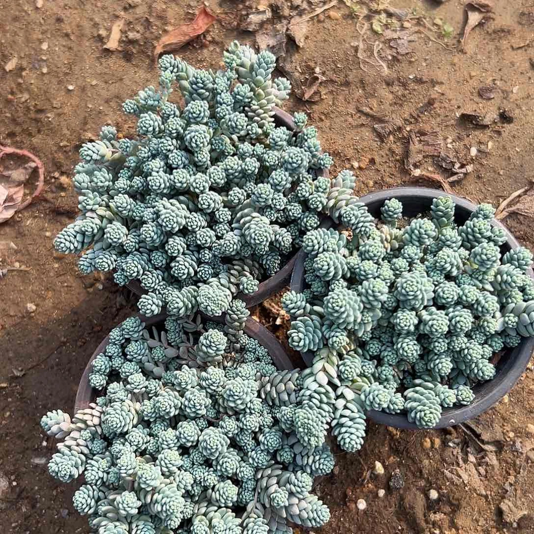 圆叶金星多破四座无言星欲稀植物