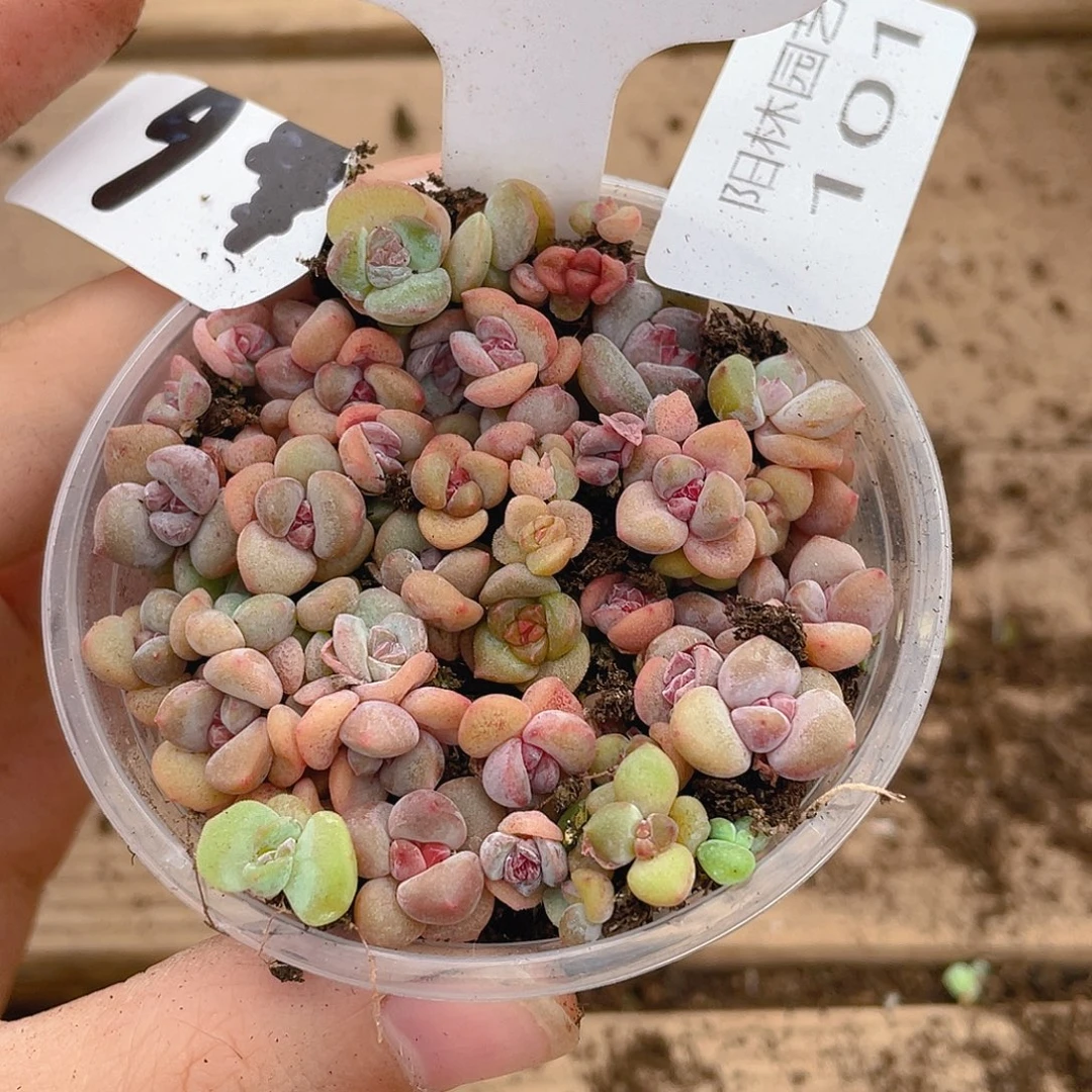 量拍多肉植物多肉植物101