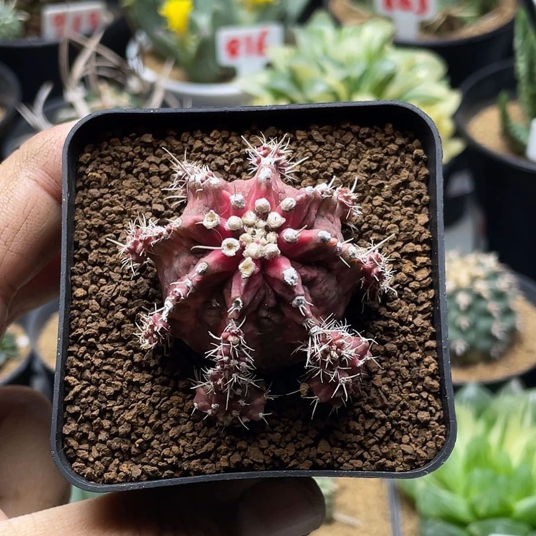 实生粉钻海神仙人球