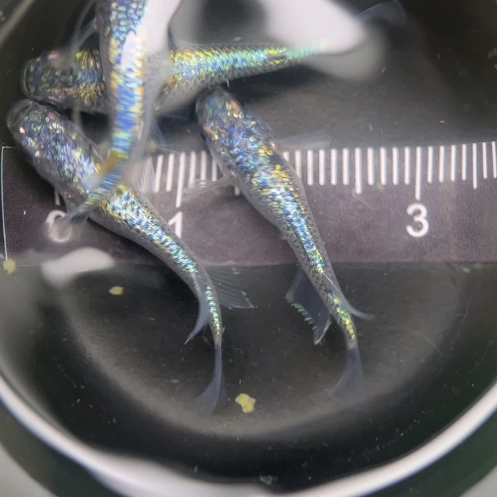 海水阿玲青鳉81号