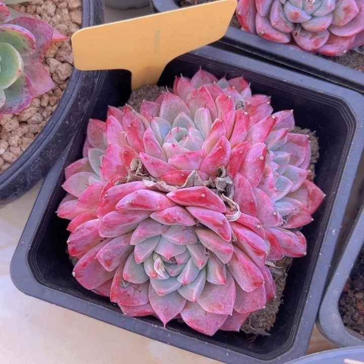 健健康康平平安安