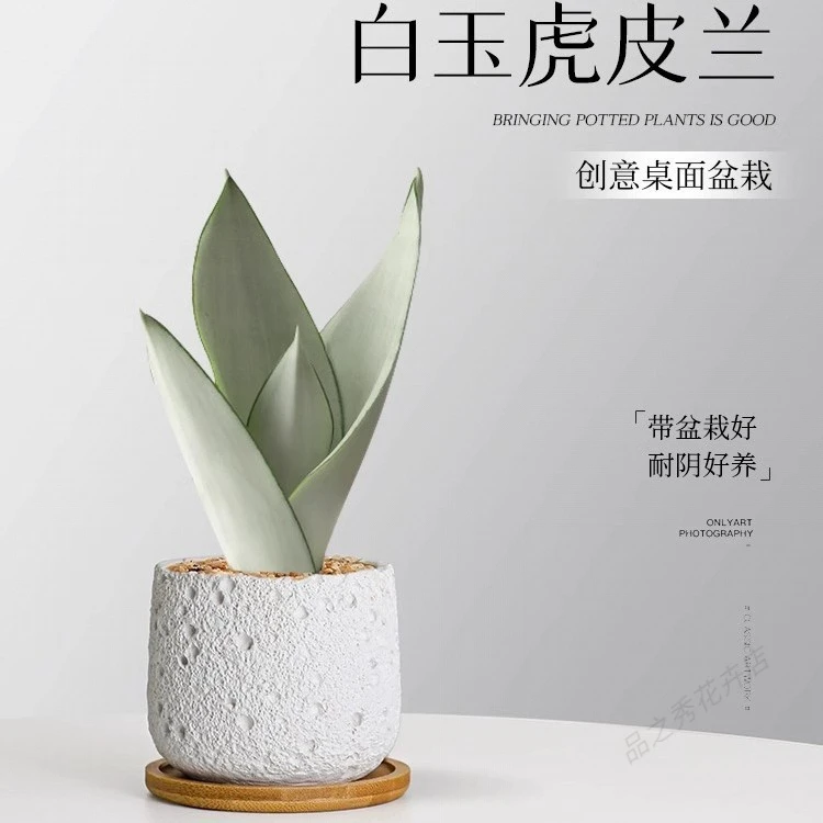 白玉虎皮兰室内盆景盆栽四季易养适合懒人净化空气客厅桌面装饰多