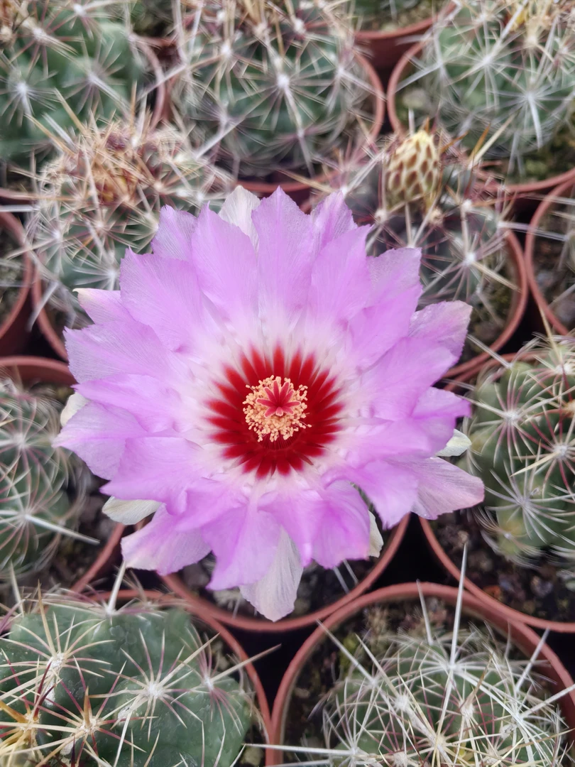 大统领实生仙人球