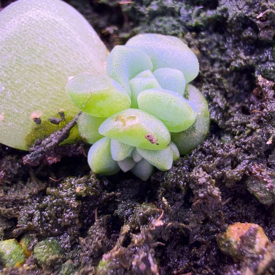 2909怕怕拉恰叶插苗一物一拍