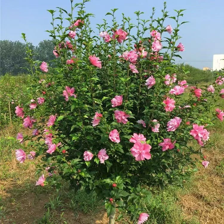 木槿花苗盆栽地栽花卉植物庭院阳台观花树苗南方北方种植当年开花